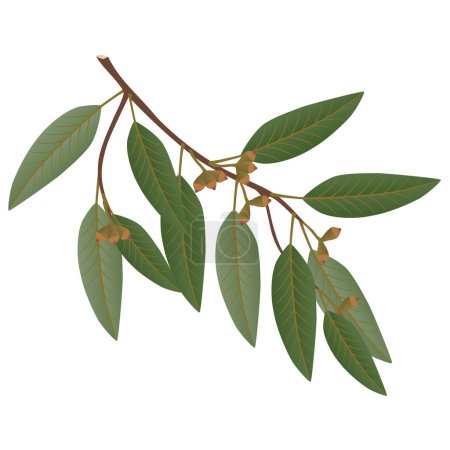 Téléchargez les illustrations : Branche d'eucalyptus avec feuilles et bourgeons sur fond blanc. - en licence libre de droit