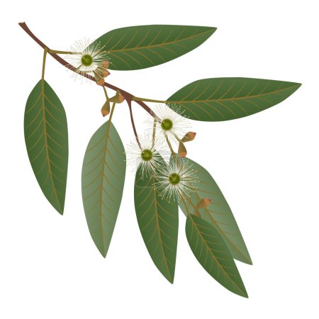 Téléchargez les illustrations : Branche d'eucalyptus avec feuilles et fleurs sur fond blanc. - en licence libre de droit