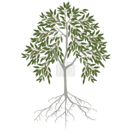 Téléchargez les illustrations : Eucalyptus avec feuilles et racines sur fond blanc. - en licence libre de droit