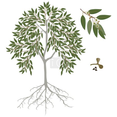 Téléchargez les illustrations : Eucalyptus avec fleurs et fruits avec graines sur fond blanc. - en licence libre de droit