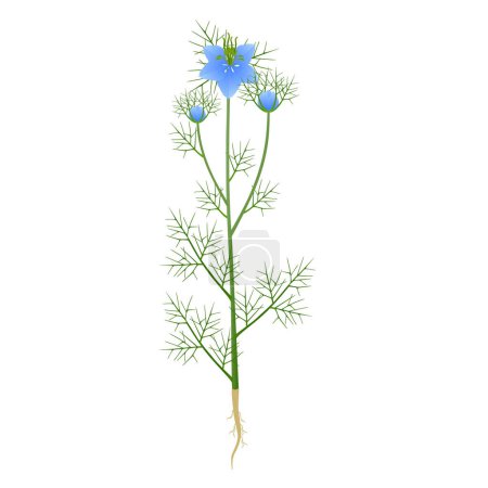 Nigella damask plant with flowers and roots on a white background.