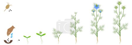 Wachstumszyklus der Nigella-Damastpflanze isoliert auf weißem Hintergrund.