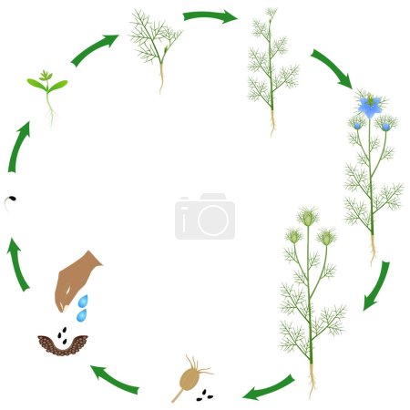 Lebenszyklus der Schwarzkümmelpflanze auf weißem Hintergrund.
