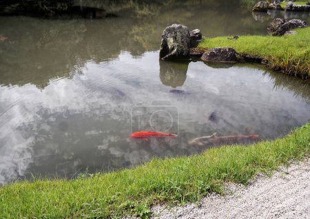 Photo for Kyoto, Japan - Sept, 2017: Garden with pond in front of Main pavilion Tenryu-ji Temple at Arashiyama. A orange Koi fish swim in the lagoon in Sogenchi pond - Royalty Free Image