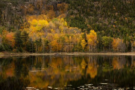 Photo for Scenic view of a lake with the trees reflecting on the water, in Acadia National Park, Maine, USA. Concept for autumn colors foliage - Royalty Free Image