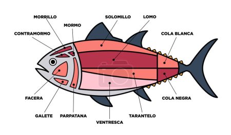 Thunfischschnitte Diagramm (ronqueo). Teile des Thunfisches auf Spanisch geschrieben.