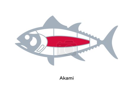 Illustration for Akami. Tuna Cuts line diagram.  Japanese style - Royalty Free Image