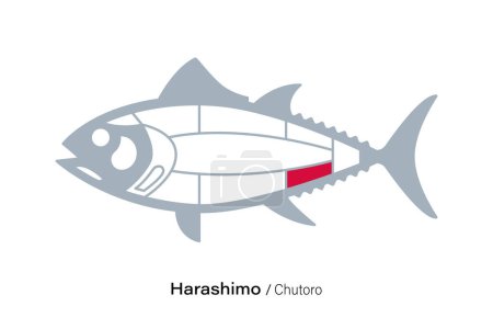 Illustration for Harashimo Chutoro. Tuna Cuts line diagram.  Japanese style - Royalty Free Image