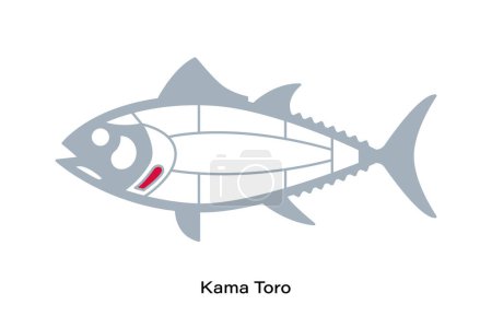 Illustration for Kama Toro. Tuna Cuts line diagram.  Japanese style - Royalty Free Image