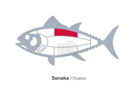 Illustration for Senaka. Tuna Cuts line diagram.  Japanese style - Royalty Free Image