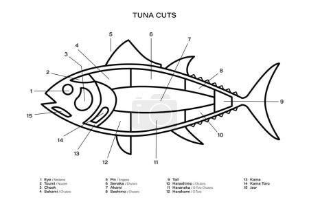 Téléchargez les illustrations : Tuna Découpe le diagramme linéaire en noir et blanc. Parties de thon. Style japonais - en licence libre de droit