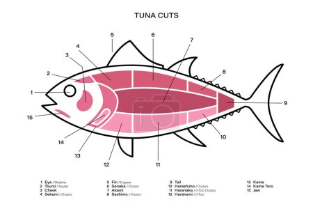 Téléchargez les illustrations : Tuna Coupe le diagramme linéaire. Parties de thon. Style japonais - en licence libre de droit