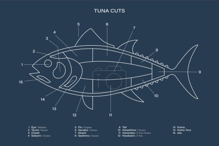 Téléchargez les illustrations : Tuna Découpe le diagramme linéaire sur fond bleu. Parties de thon. Style japonais - en licence libre de droit