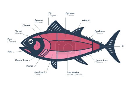 Illustration for Tuna Cuts diagram. Parts of tuna. Japanese style - Royalty Free Image