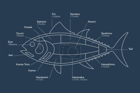 Téléchargez les illustrations : Diagramme des coupes de thon. Parties de thon sur fond bleu. Style japonais - en licence libre de droit