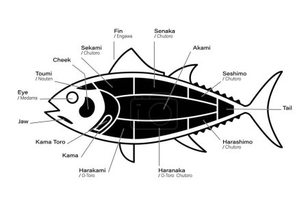 Téléchargez les illustrations : Diagramme des coupes de thon. Parties noires et blanches du thon. Style japonais - en licence libre de droit