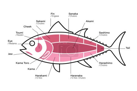 Téléchargez les illustrations : Diagramme des coupes de thon. Parties de thon. Style japonais - en licence libre de droit