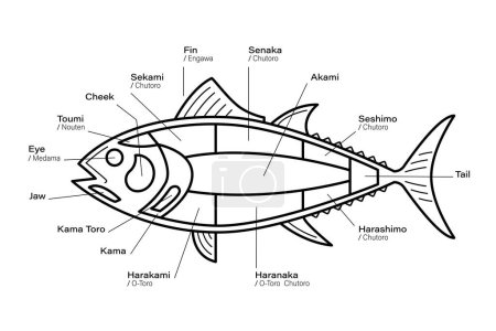 Téléchargez les illustrations : Tuna Coupe le diagramme linéaire. Parties de thon. Style japonais - en licence libre de droit