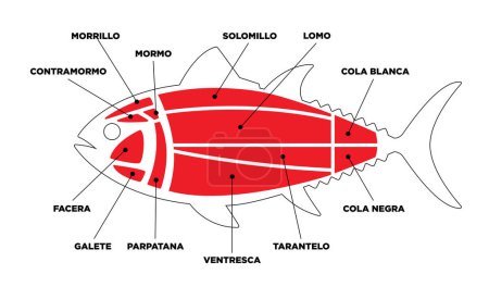 Ilustración de Atún Corta diagrama de línea (ronqueo). Partes de atún escritas en español. - Imagen libre de derechos