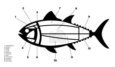 Illustration for Tuna Cuts black and white diagram (ronqueo). Parts of tuna written in Spanish. - Royalty Free Image
