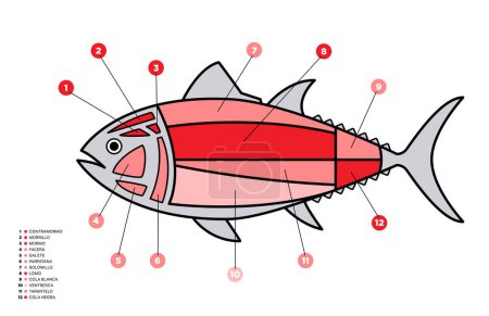Illustration for Tuna Cuts line diagram (ronqueo). Parts of tuna written in Spanish. - Royalty Free Image