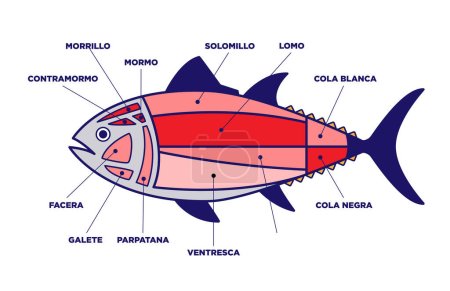 Illustration for Tuna Cuts diagram (ronqueo). Parts of tuna written in Spanish. - Royalty Free Image