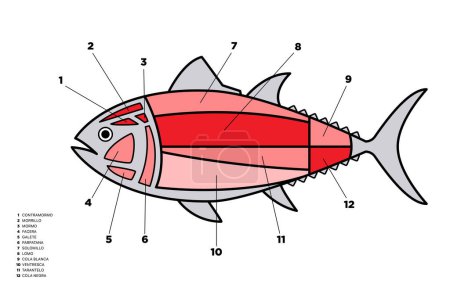 Illustration for Tuna Cuts line diagram (ronqueo). Parts of tuna written in Spanish. - Royalty Free Image