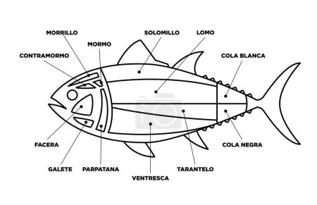 Téléchargez les illustrations : Diagramme des coupes de thon en ligne (ronqueo). Parties de thon écrites en espagnol. - en licence libre de droit