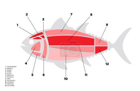 Ilustración de Diagrama de cortes de atún (ronqueo). Partes de atún escritas en español. - Imagen libre de derechos