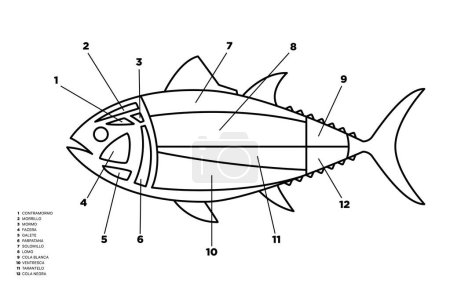 Illustration for Line Tuna Cuts diagram (ronqueo). Parts of tuna written in Spanish. - Royalty Free Image