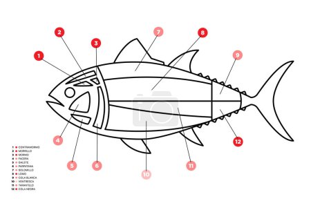 Illustration for Line Tuna Cuts diagram (ronqueo). Parts of tuna written in Spanish. - Royalty Free Image
