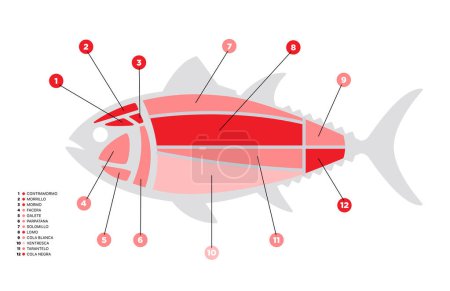 Ilustración de Diagrama de cortes de atún (ronqueo). Partes de atún escritas en español. - Imagen libre de derechos
