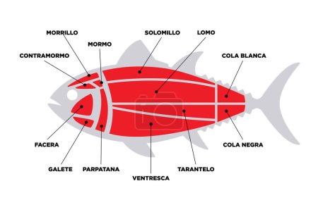 Téléchargez les illustrations : Schéma simple des coupes de thon (ronqueo). Parties de thon écrites en espagnol. - en licence libre de droit