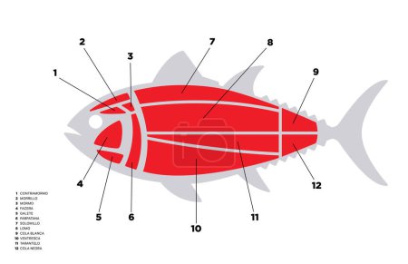 Illustration for Simple Tuna Cuts diagram (ronqueo). Parts of tuna written in Spanish. - Royalty Free Image
