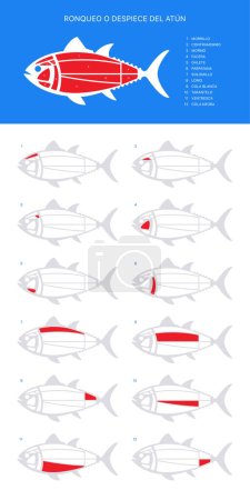 Illustration for Tuna Cuts diagram (ronqueo). Parts of tuna written in Spanish. - Royalty Free Image