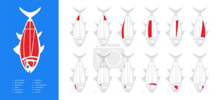 Illustration for Horizontal Tuna Cuts diagram (ronqueo). Parts of tuna written in Spanish. - Royalty Free Image