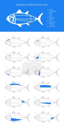 Illustration for Blue verical Tuna Cuts diagram (ronqueo). Parts of tuna written in Spanish. - Royalty Free Image