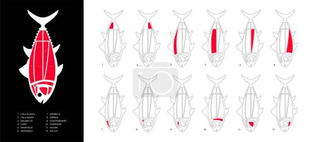 Illustration for Elegant horizontal Tuna Cuts diagram (ronqueo). Parts of tuna written in Spanish. - Royalty Free Image