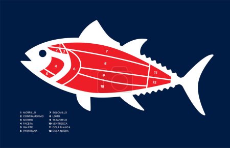 Illustration for Tuna Cuts diagram on blue background (ronqueo). Parts of tuna written in Spanish. - Royalty Free Image