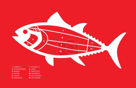 Illustration for Tuna Cuts diagram on blue background (ronqueo). Parts of tuna written in Spanish. - Royalty Free Image