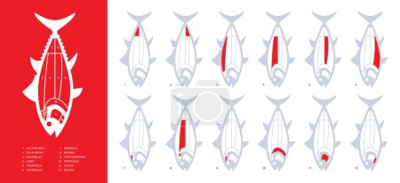 Téléchargez les illustrations : Tout nouveau diagramme de coupes de thon rouge (ronqueo). Parties de thon écrites en espagnol. - en licence libre de droit