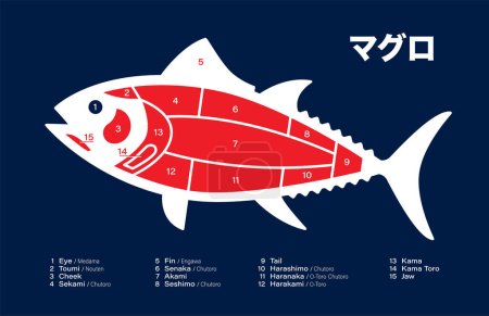 Illustration for Tuna japanese Cuts diagram on blue background. - Royalty Free Image