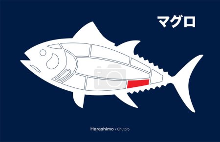 Téléchargez les illustrations : Harashimo Chutoro, Thon japonais Diagramme de découpes sur fond bleu. - en licence libre de droit