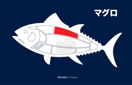 Téléchargez les illustrations : Senaka Chutoro, Thon japonais Diagramme de découpes sur fond bleu. - en licence libre de droit