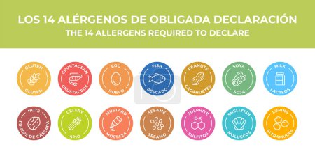 Illustration for Isolated Vector Logo Set Badge Ingredient Warning Label. Colorful Allergens icons. Food Intolerance. The 14 allergens required to declare written in Spanish and English - Royalty Free Image
