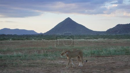 A lioness with a pyramid hill in samburu