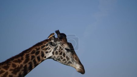  Ein Zeckenvogel auf dem Kopf einer Giraffe.