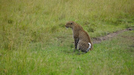  beautiful leopard sitting on a green field