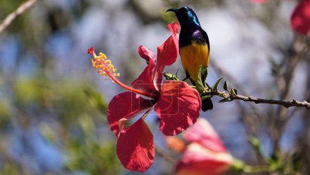 beautiful sunbird on a flower