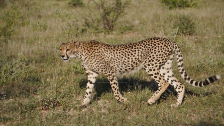 Gepard in wacher Pose